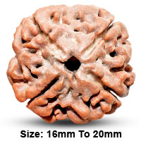 Brahma Rudraksha
